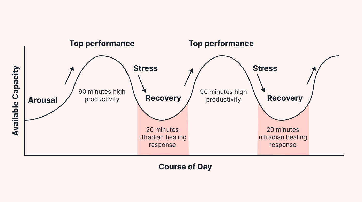 Ultradian performance rhythm graph